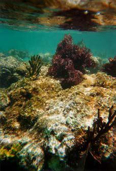 Underwater!