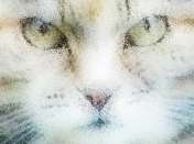 thumbnail picture