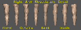 View of Arm