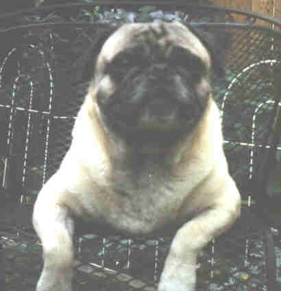 Pug4.jpg - 11.69 K