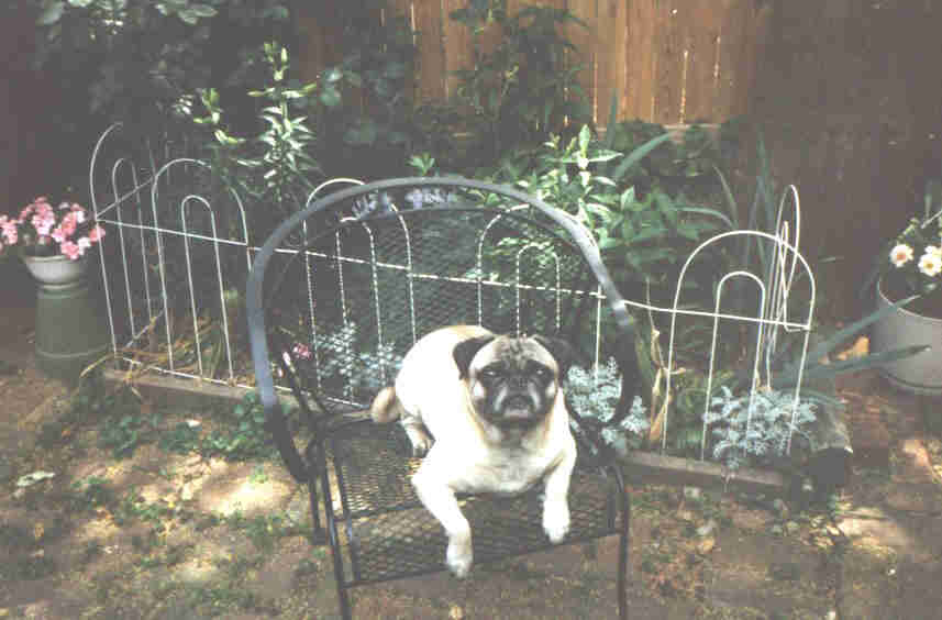 Pug6.jpg - 35.62 K