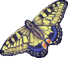 butterfly