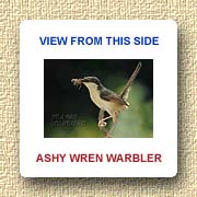 Ashy Wren Warbler