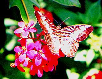 butterfly