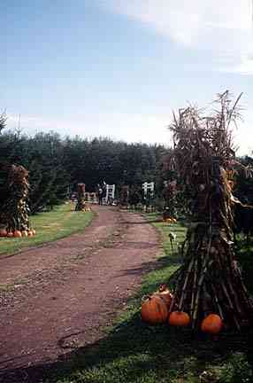 road to pumpkin patch