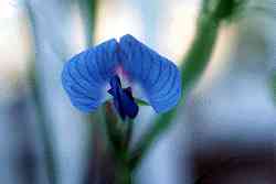 blue sweet pea
