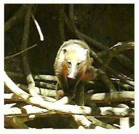 animal.jpg (19795 oCg)