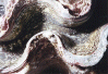 Clam
