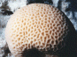 Sponge