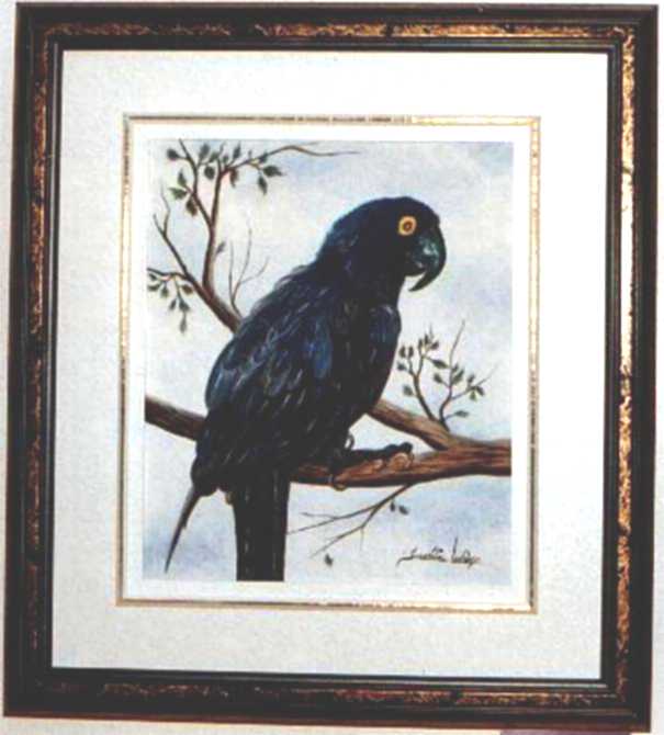 Perroquet blues 285,00 $