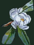 magnolia