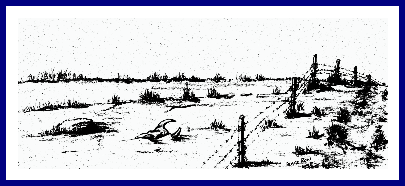 Desert Fence Row