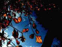 autumn...