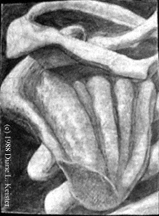 To The Bone, drawing  1987 Diane L. Keister. All Rights Reserved.