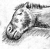 sleeping pony