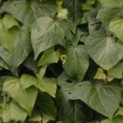 Watch out for these vines!