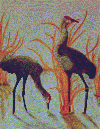 Florida Sandhill Whooping Cranes