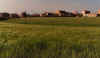Camps de blat