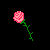 Pink Rose with Black Background