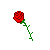 Red Rose Background