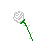 White Rose Background