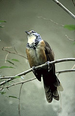Wild Bird Photograph