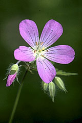 Delicate Photograph