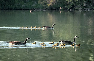 Geese in Habitat Photograph