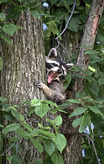 Angry Raccoon Photograph