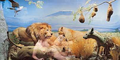 Lions