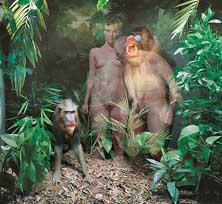 Baboons