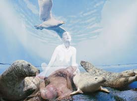 Sea Lion