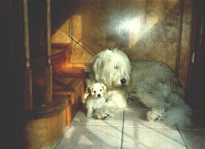 Gus & Bentley