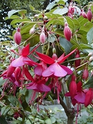 fuschia