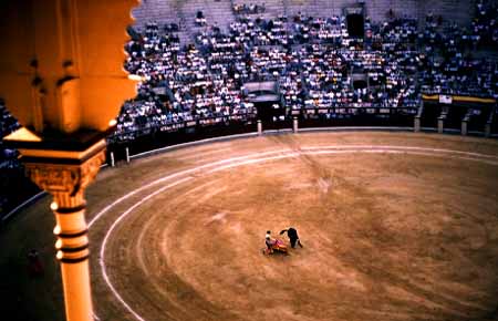 Bull Fight