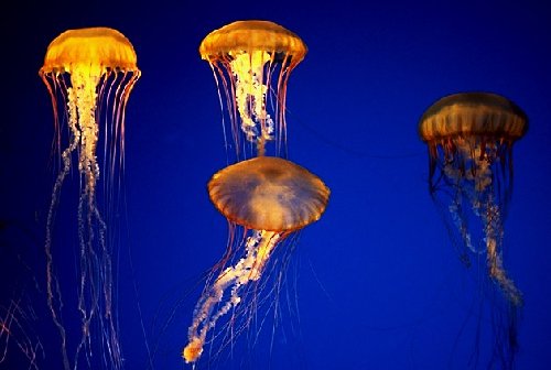 Jellyfish at the Baltimore Aquarium