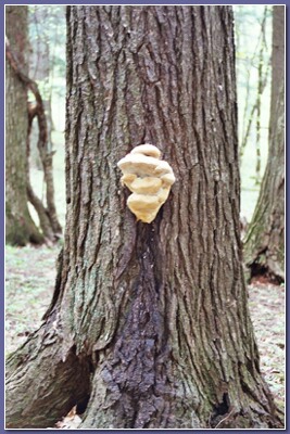 [Venus of Willendorf fungus]