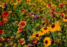 [Field of wildflowers]