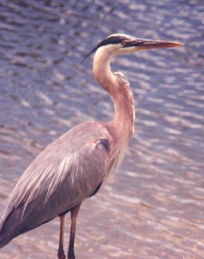 Great Blue Heron photograph 1994  by Don Rhoden All Rights Reserved