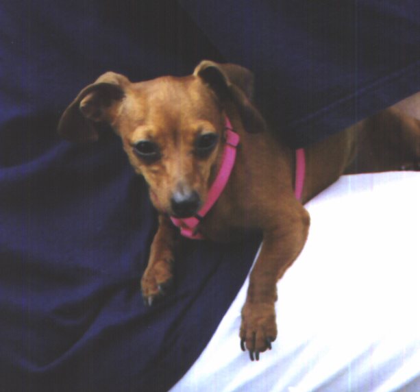 Penny photograph 1999  by Don Rhoden All Rights Reserved