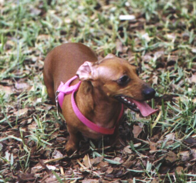 Polly photograph 1999  by Don Rhoden All Rights Reserved