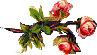 rose line