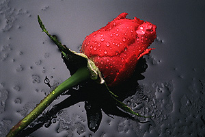 Rosa Carmen Ángeles