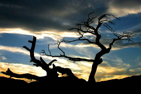 Burmis tree digital photograph