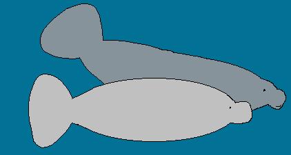 manatees
