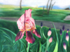 Color pencil iris, believe me it looks better on here then in real life =)(9x12).