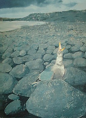 Painting:- Seagull,select to view the big picture.