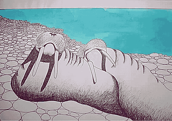 Walrus 1