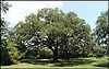 A huge Oak Tree