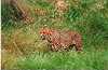 Another Cheetah